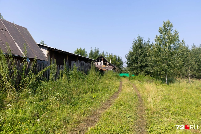 Справа в траве&nbsp;— стоит вода | Источник: Ирина Шарова / 72.RU 