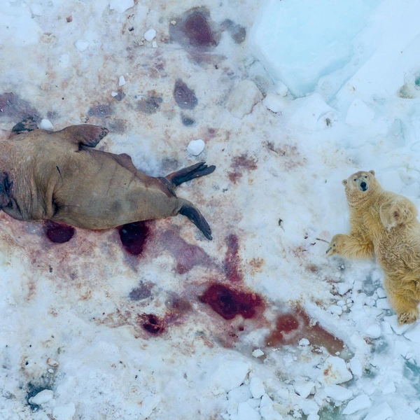 Победитель в номинации «Млекопитающие» | Источник: Pål Hermansen / Nature Photographer of the Year 2025