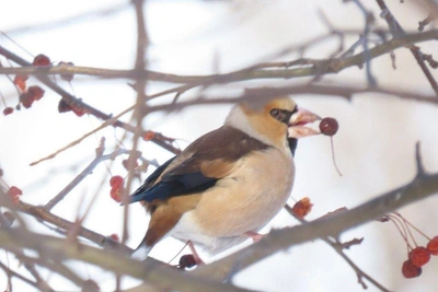 Дубоносы и грачи появились в Сибири как вестники весны