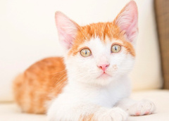 Котики ищут хозяев! Выбираем питомца по фото