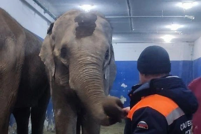 Elephant Escapes Samara Circus: 'I Thought I'd Seen It All'