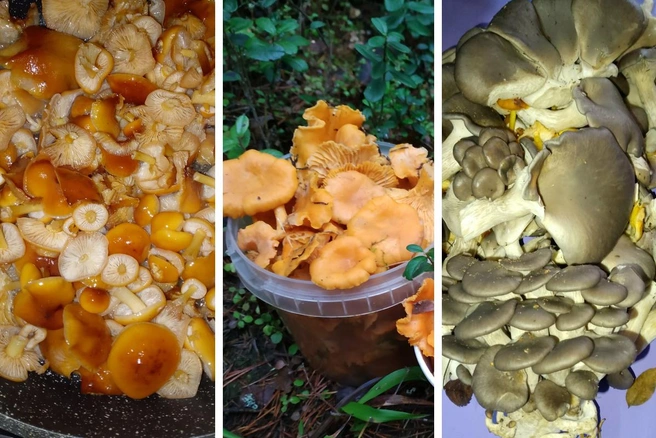 Грибы Ярославской области / Vk.com | Источник: В Ярославской области в конце октября продолжается грибной сезон