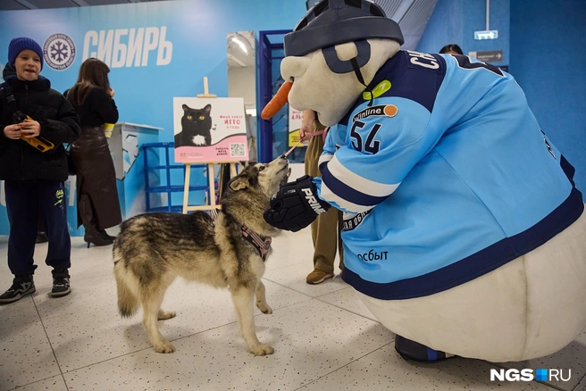 Выставка-устройство прошла незадолго до начала хоккейного матча | Источник: Александр Ощепков / NGS.RU