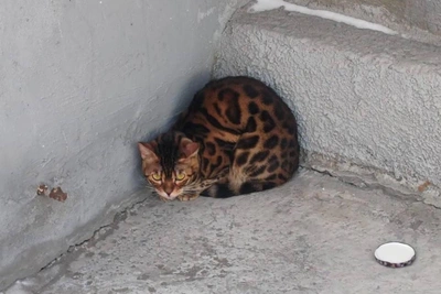 Найденная бенгальская кошка в Новосибирске ищет хозяев