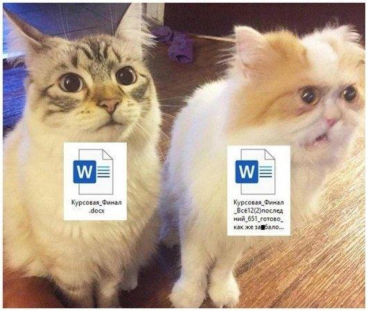 Смешные котики в картинках: 100 уморительных мемов про кошек и котов