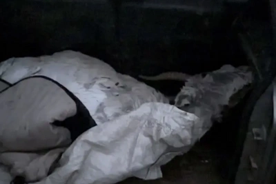 Тушку сайгака нашли в багажнике автомобиля