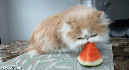 Источник: giphy.com