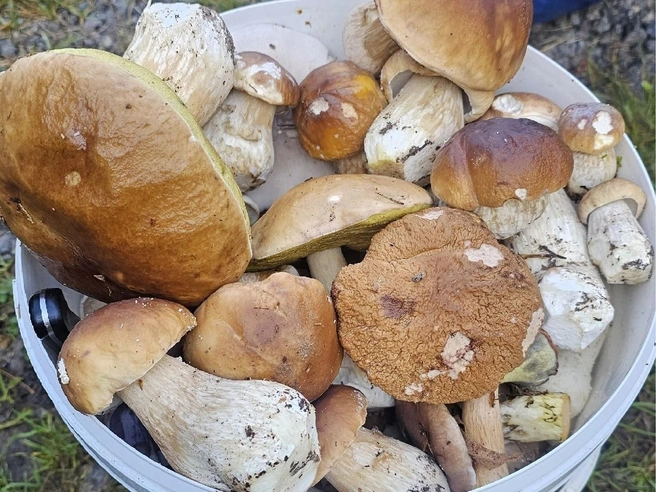 Белые грибы в Истринском районе | Источник: Олеся Павлова / Грибы в Подмосковье 2025 / VK.com