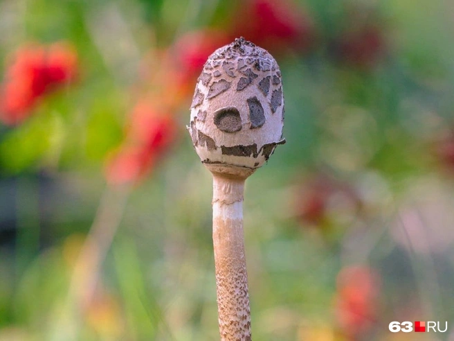 Зонтик — один из грибов, которые можно найти в конце лета — в начале осени | Источник: Роман Данилкин / 63.RU