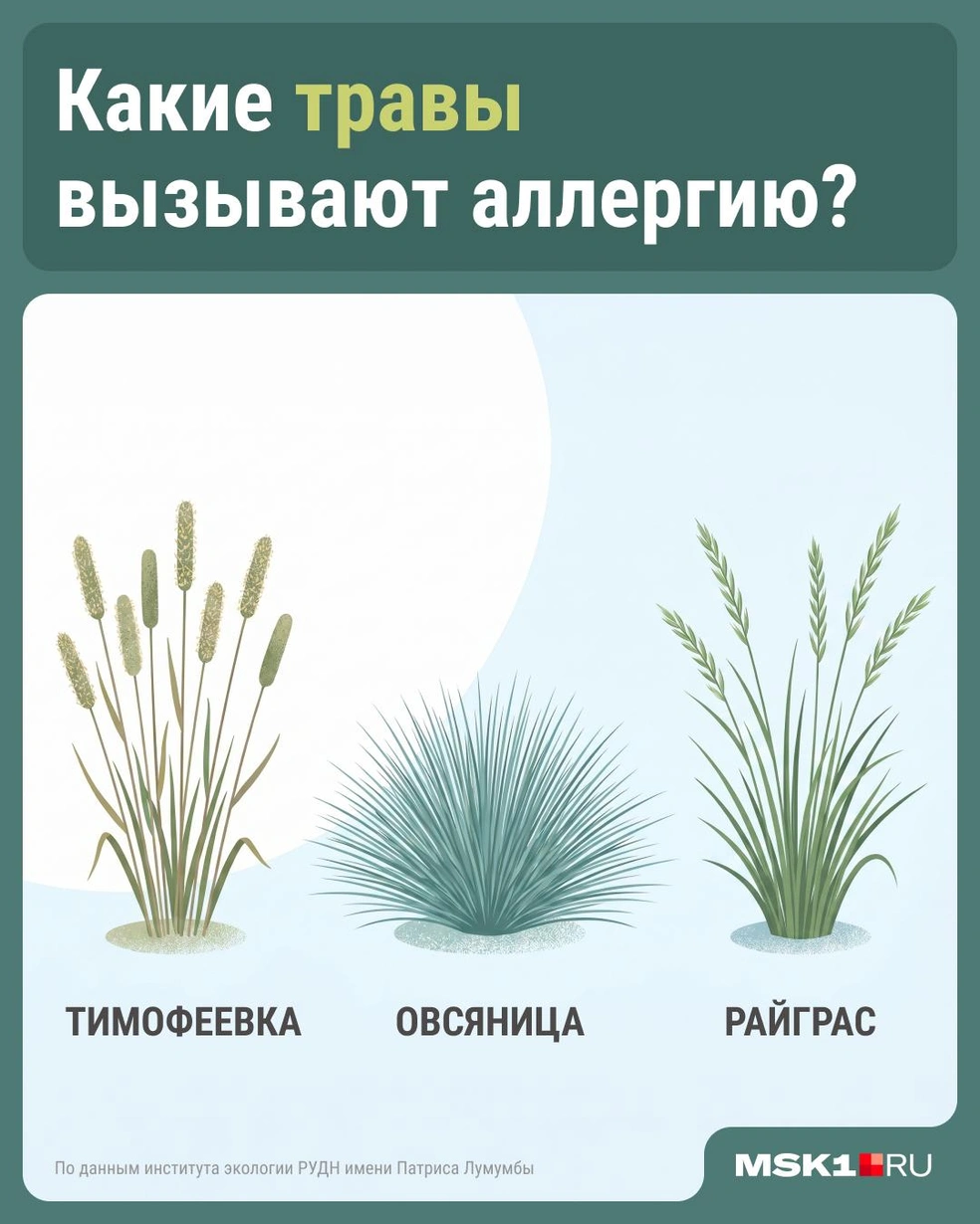 Трава, которая может вызвать аллергию | Источник: Серафима Пантыкина / Городские медиа