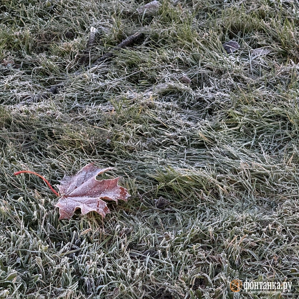 Источник: Марина Мамонтова / «Фонтанка.ру»