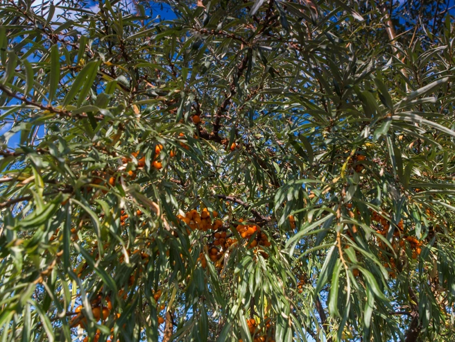 Термическая обработка разрушает часть витамина C, поэтому наиболее предпочтительны свежая или быстро замороженная облепиха. | Источник: Ольга Бурлакова / NGS.RU