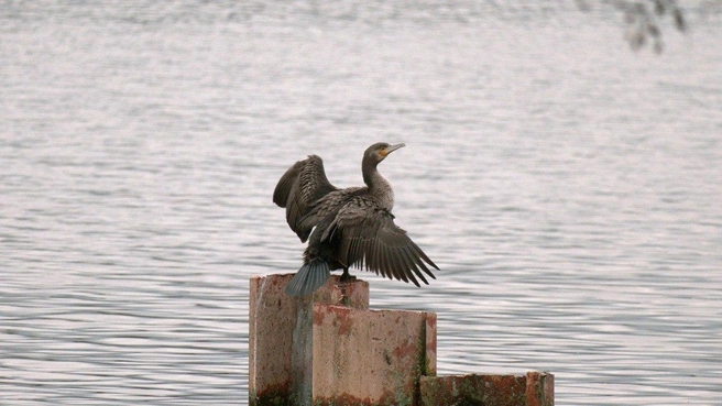 Редкая птица с невероятными глазами и специфической позой залетела в Сестрорецк | Источник: Павел Глазков / «Каждой твари по паре»