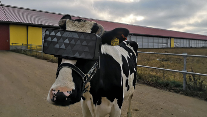 Фото №1 - Подмосковные коровы смогут пастись на виртуальном поле благодаря VR-очкам
