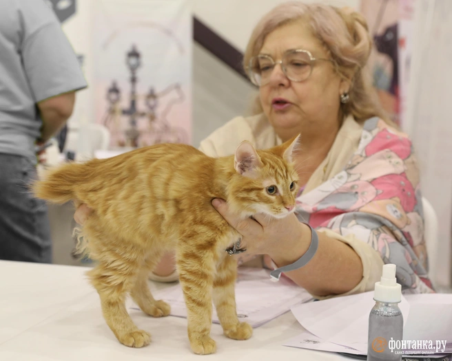 Котёнку Fonarine (Фонарик) из питомника Saparo-Say всего три месяца, а он уже участвует в своей первой выставке | Источник: предоставлено Верой Шурыгиной