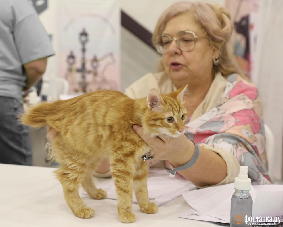 Котенку Fonarine (Фонарик) из питомника Saparo-Say всего три месяца, а он уже участвует в своей первой выставке | Источник: Вера Шурыгина