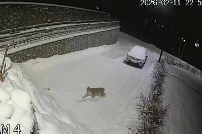 Хищная рысь замечена в парке Монрепо в Выборге