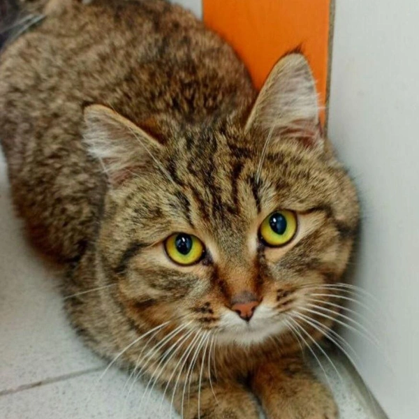 Кот Милаш