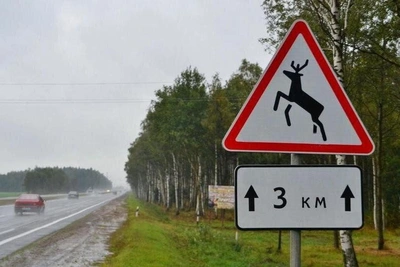 Roe deer and moose killed on Saratov roads over two years