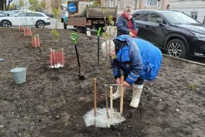 В Костроме осенью высадят более 1100 деревьев