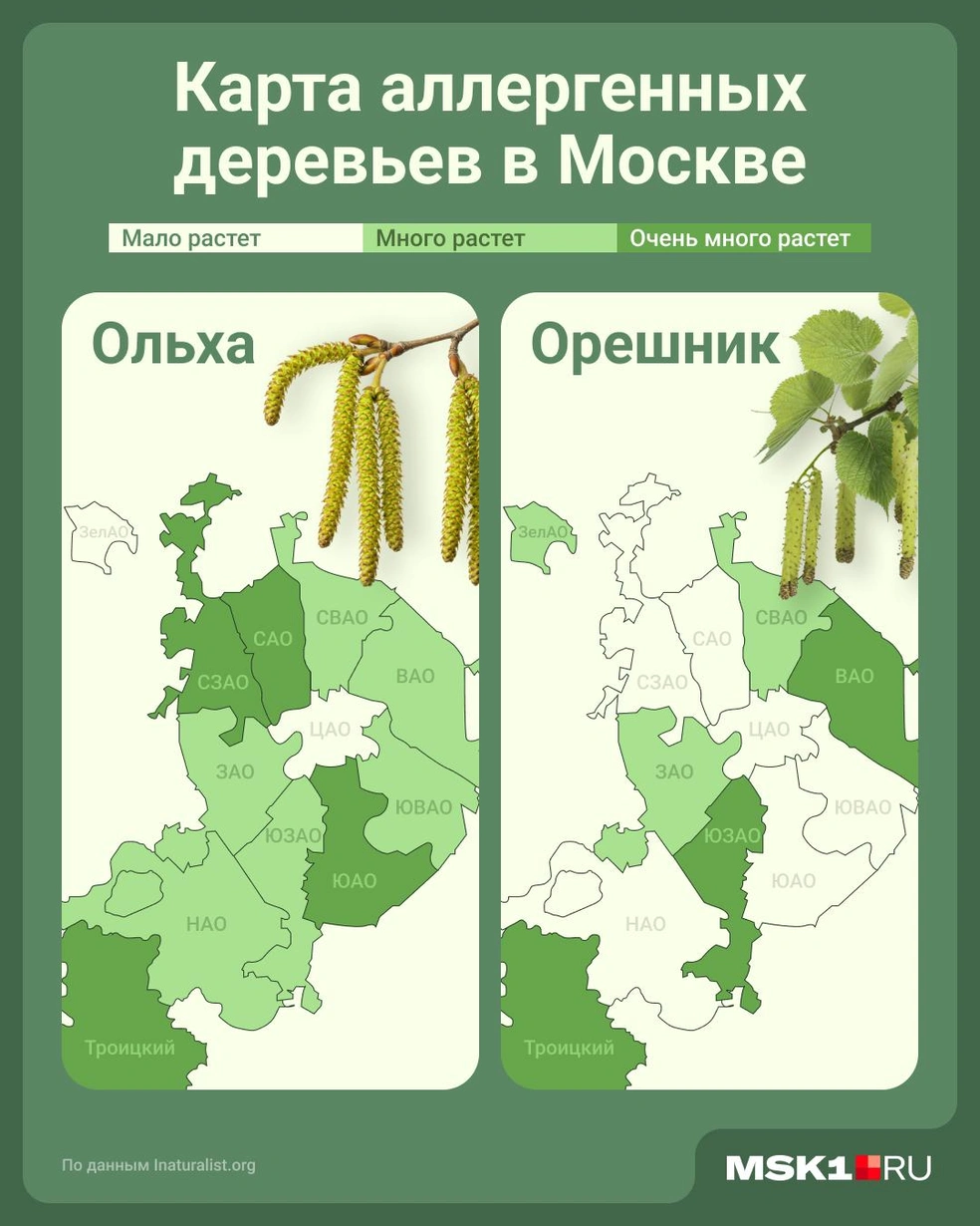 Карта аллергенных деревьев  | Источник: Юрий Скулыбердин / Городские медиа
