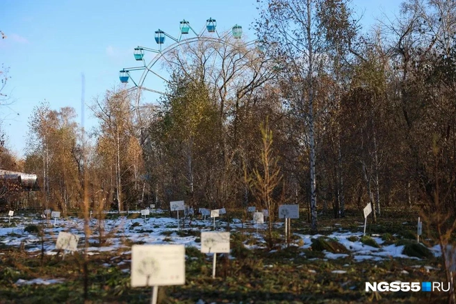 Скоро здесь вырастут «именные» деревья | Источник: Евгений Софийчук / NGS55.RU