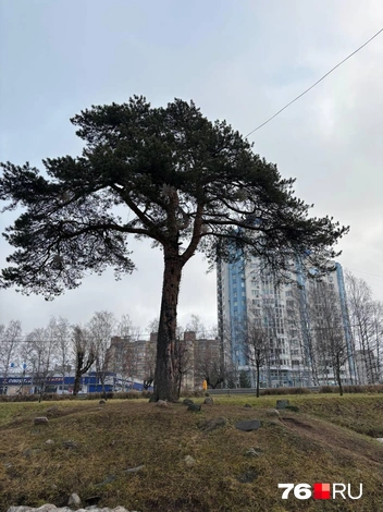Самое старое дерево в Ярославле | Источник: Анастасия Вязигина / 76.RU