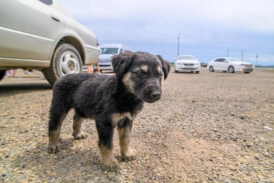 Ребёнок скончался после игры с собакой