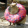 userpic__Альбина Буркова