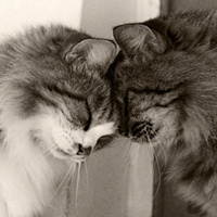 Аватарка Dr.AslanKurbanoff