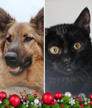 Новогодний котопёс: возьми из приюта кота Негрони или пса Лекаря