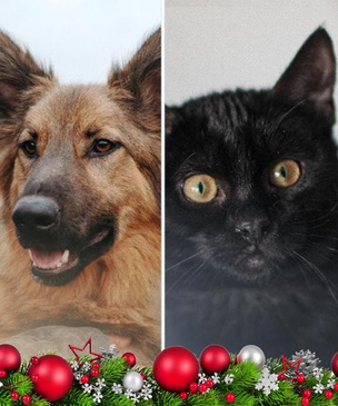 Новогодний котопёс: возьми из приюта кота Негрони или пса Лекаря
