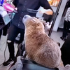 userpic__capybaragirl 