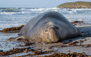 Семейный отдых на Фолклендах: как морские слоны проводят время на суше