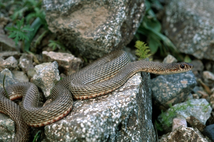 Краснобрюхий полоз (Dolichophis schmidti). Неядовитая змея длиной до 1,7 метра с характерным красноватым оттенком нижней стороны тела. Быстро передвигается и хорошо лазает по деревьям. В России встречается в Дагестане. | Источник: blickwinkel via Legion Media
