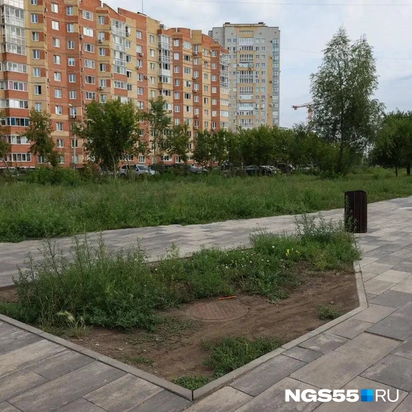 Здесь бы сделать клумбу, но растет сорняк | Источник: Евгений Софийчук / NGS55.RU