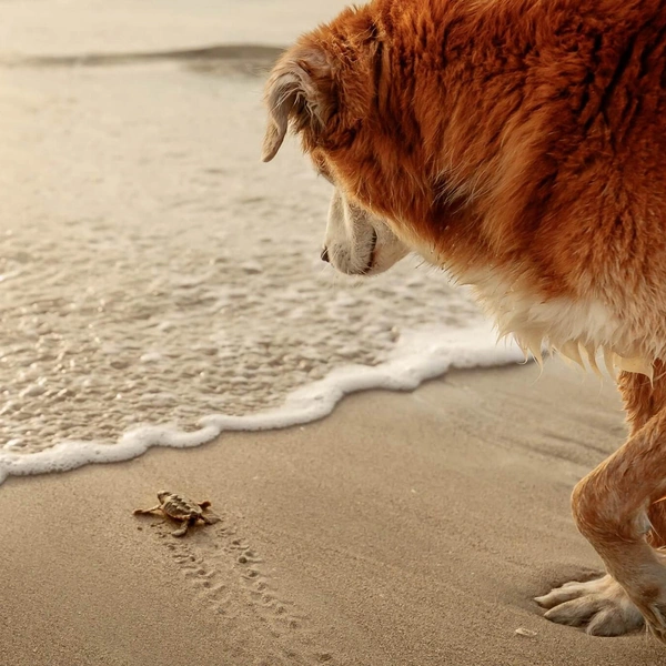 Третье место в номинации «Документальное фото» | Источник: Jill Brammer / Dog Photography Awards 2025