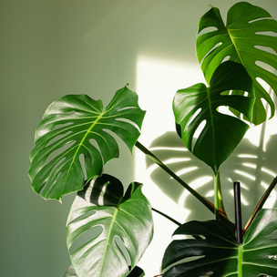Домашний доктор: 5 комнатных растений, которые защищают от вирусов