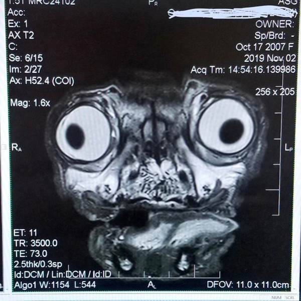 В Сети обсуждают рентген-снимок мопса, который выглядит одновременно жутким и милым