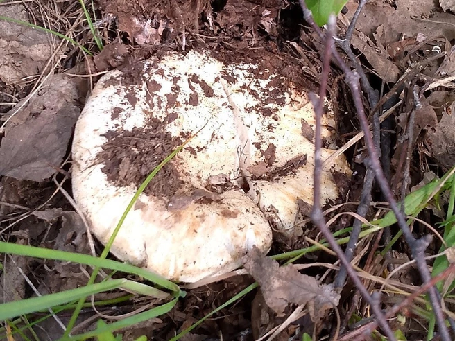 Найден в Верх-Туле | Источник: Настя Казакова / «Грибы и грибные места Новосибирск НСО»