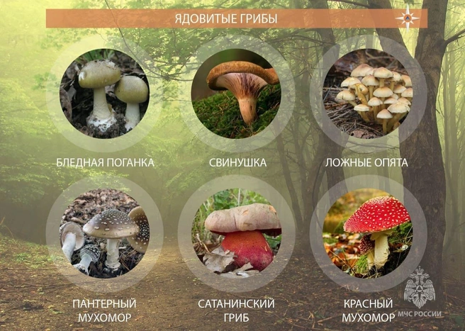Источник: МЧС России