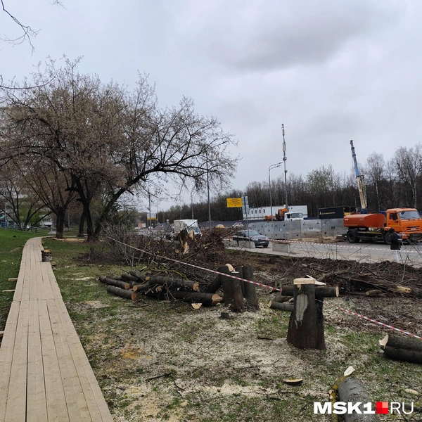 И опять вырубленные деревья на Липецкой улице вблизи стройплощадки одноименной станции метро | Источник: Игорь Мещанев / MSK1.RU