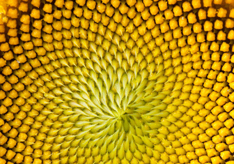 В цветке подсолнечника обнаружена последовательность Фибоначчи