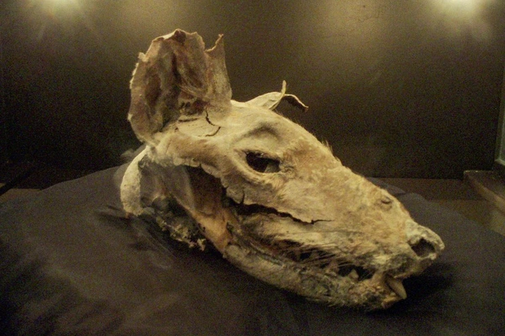 Заспиртованная голова сумчатого волка из Мельбурнского музея | Источник: NATIONAL MUSEUM OF AUSTRALIA, CANBERRA