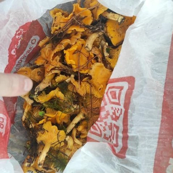 А это улов из Звенигородского округа | Источник: Хома Брут / Грибы в Подмосковье 2025 / Vk.com