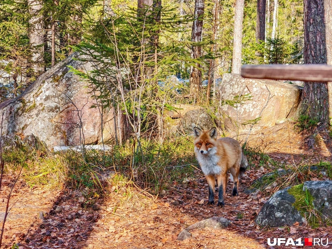 Ты еду принес? | Источник: Булат Салихов / UFA1.RU