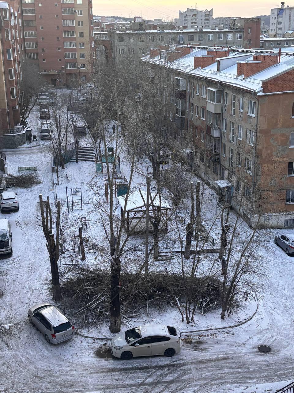 Деревья обрезают под пни. Биолог объяснила, чем это грозит читинцам