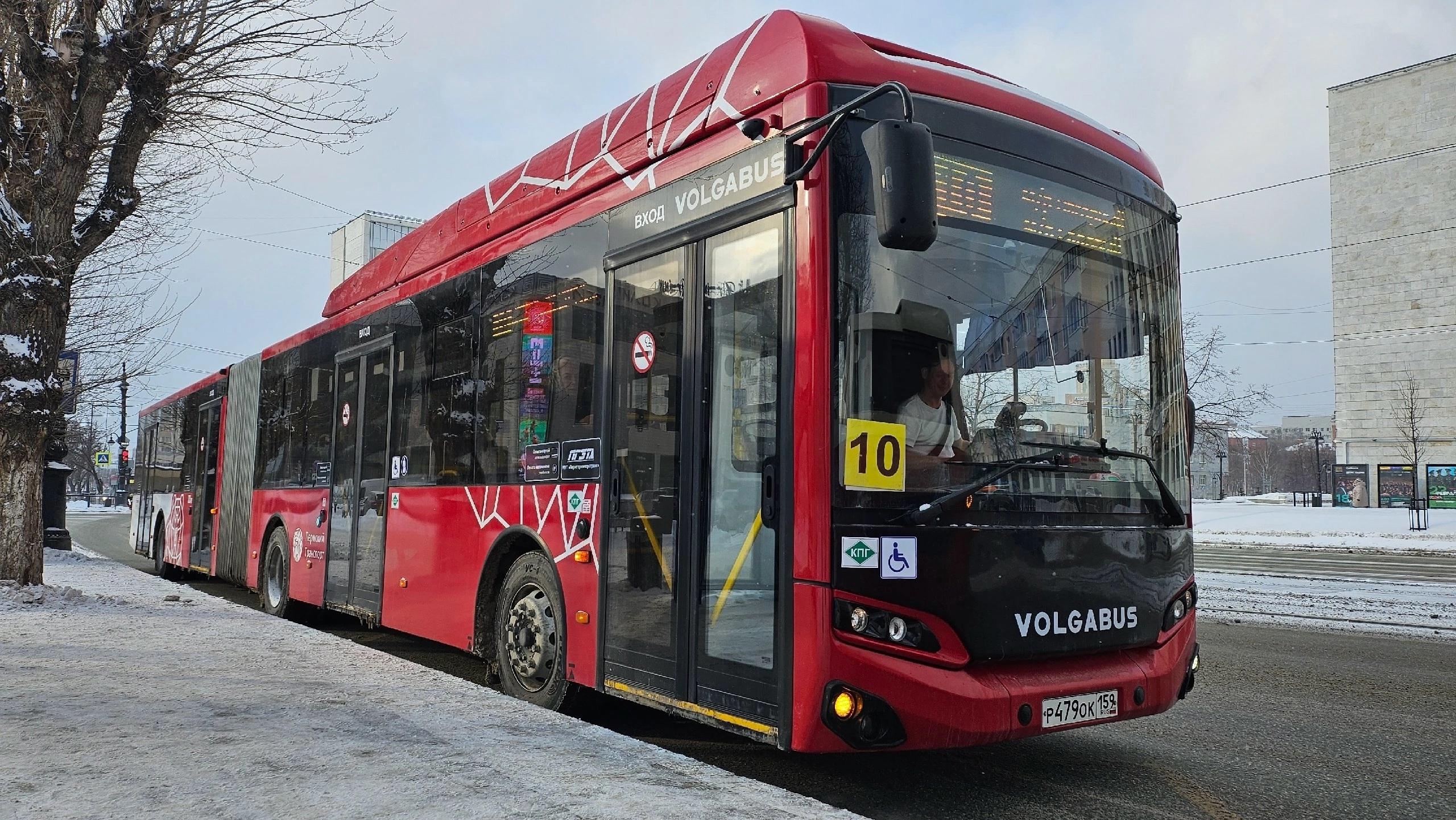 В Перми автобусы-гармошки запустили на 10-й маршрут, но временно