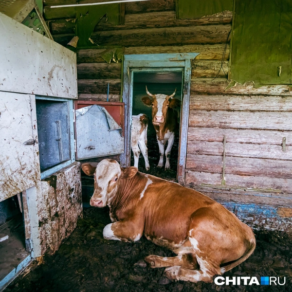 Источник: Олег Фёдоров / CHITA.RU