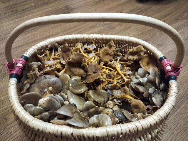 Грибники продолжают находить грибы в лесах Ленобласти | Источник: Григоренко / Грибы и Грибники СПб